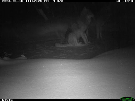 Two wolves on frozen creek at night, one standing and one sitting